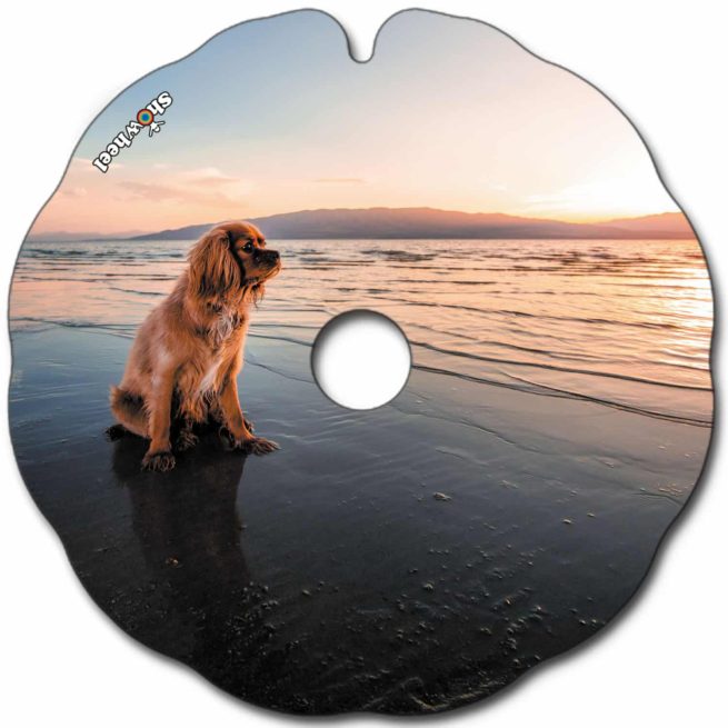 Hund am Strand – Bild 2