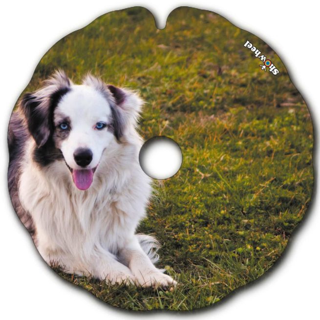 Australian Shepherd – Bild 2